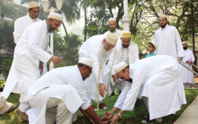 Tree Plantation